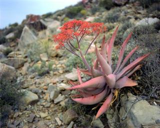 Prince Albert, Karoo, South Africa, 2005