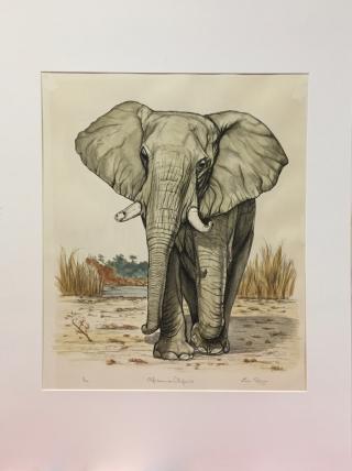 Afrikaanse olifant