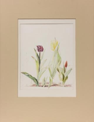 Tulpen